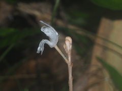 Didymoplexis pallens