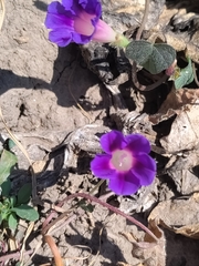 Ipomoea purpurea