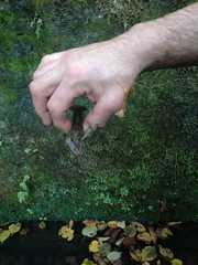 Austropotamobius pallipes