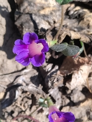 Ipomoea purpurea
