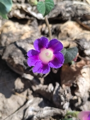 Ipomoea purpurea