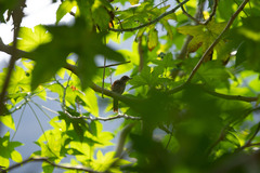 Thamnophilus palliatus