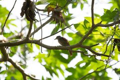 Thamnophilus palliatus