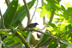 Thamnophilus palliatus