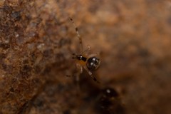 Theridion