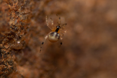 Theridion