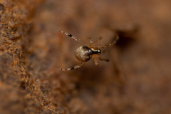 Theridion