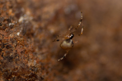 Theridion