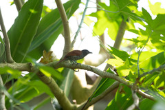 Thamnophilus palliatus