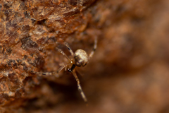 Theridion