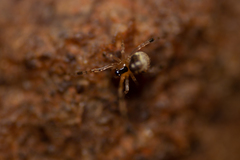 Theridion
