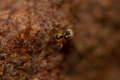 Theridion