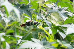 Thamnophilus palliatus