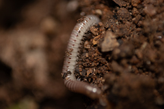 Diplopoda