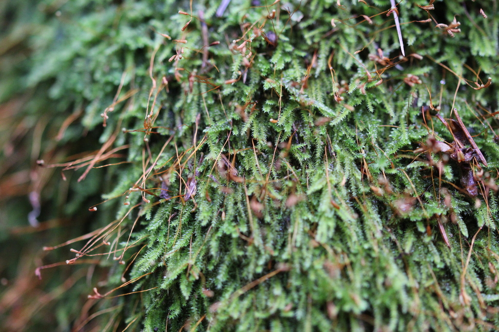 Muhlenbeck's Feather-moss