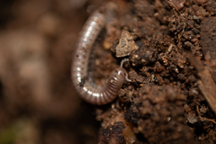Diplopoda