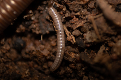 Diplopoda