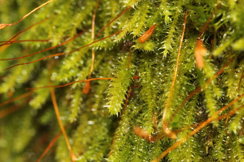 Image of Herzogiella striatella by (c) Quinten Wiegersma, some rights reserved (CC BY)
