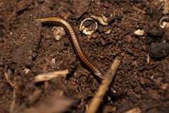 Diplopoda