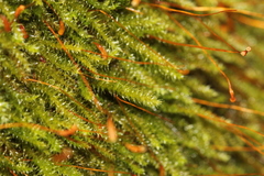 Herzogiella striatella