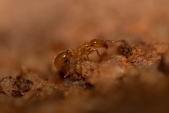 Solenopsis