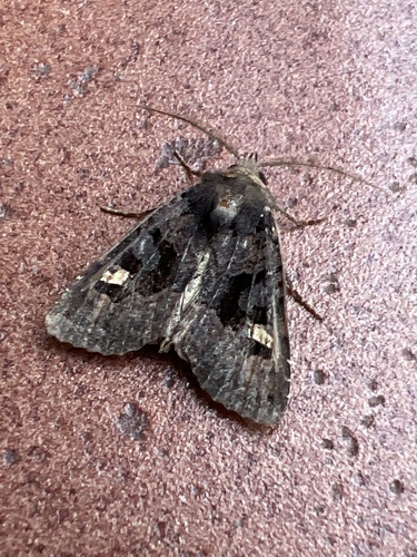 Euplexia dubiosa