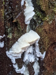 Antrodia heteromorpha