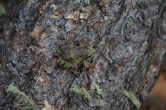 Hyla wrightorum