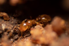 Solenopsis