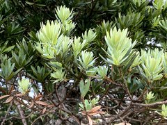 Podocarpus latifolius