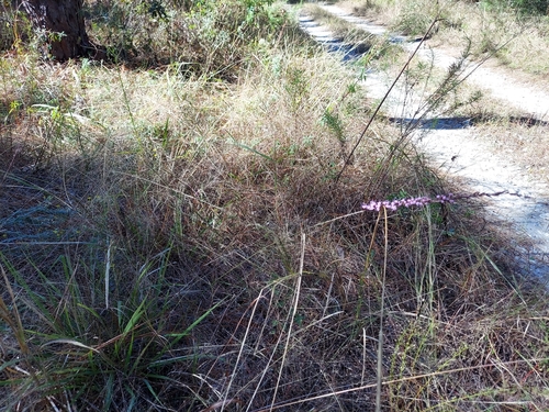 Image of Liatris pauciflora by (c) Athena Philips, some rights reserved (CC BY)