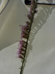 Liatris pauciflora pauciflora