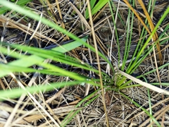 Liatris pauciflora pauciflora