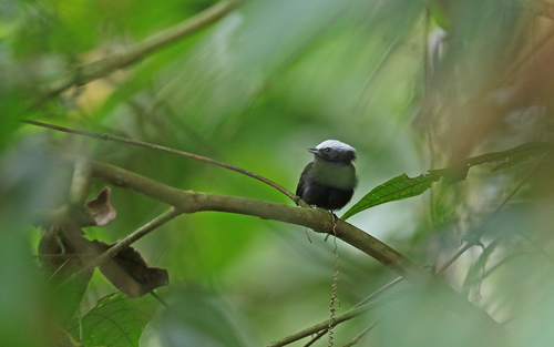 Blue-rumped Manakin