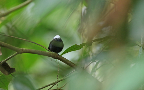 Blue-rumped Manakin (Lepidothrix isidorei), photo 9