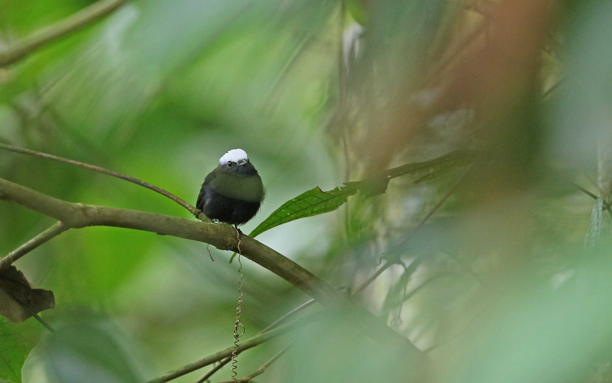 Blue-rumped Manakin (Lepidothrix isidorei), photo 8