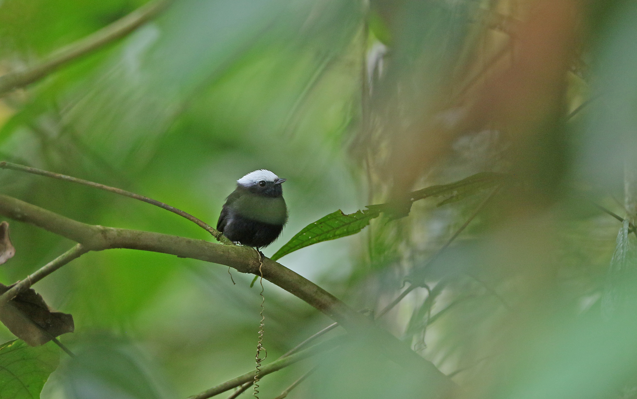 Blue-rumped Manakin (Lepidothrix isidorei), photo 9