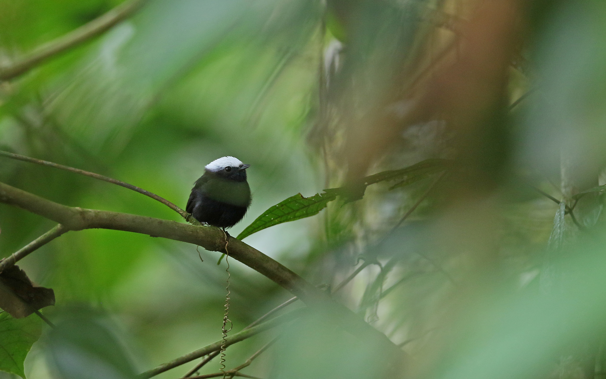 Blue-rumped Manakin (Lepidothrix isidorei), photo 10