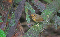 Grallaricula flavirostris