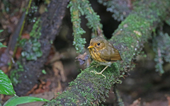 Grallaricula flavirostris