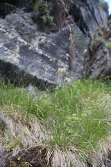 Alopecurus glacialis