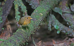 Grallaricula flavirostris