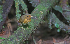 Grallaricula flavirostris