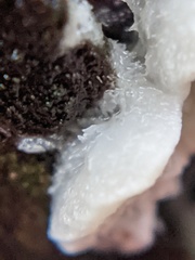 Antrodia heteromorpha