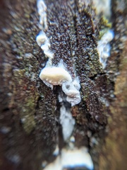 Antrodia heteromorpha