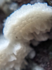 Antrodia heteromorpha