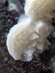 Antrodia heteromorpha