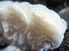 Antrodia heteromorpha