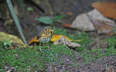 Grallaricula flavirostris