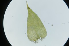 Herzogiella striatella